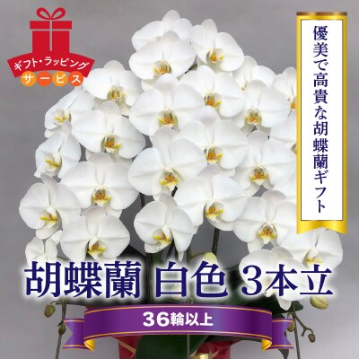 胡蝶蘭 白 3本立　36輪以上　H042-015