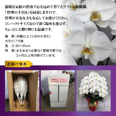 胡蝶蘭 白 3本立　36輪以上　H042-015