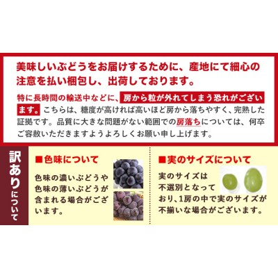 訳あり ニューピオーネ シャインマスカット 約1.2kg 2房《9月上旬-10月下旬頃に出荷予定》