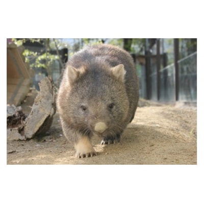 五月山動物園　オリジナルグッズBセット