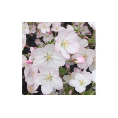  養庄園 御殿場桜盆栽