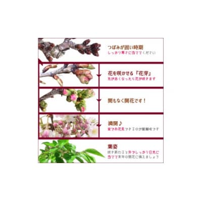  養庄園 御殿場桜盆栽