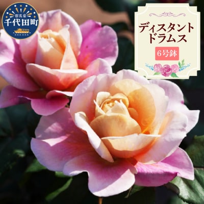 【群馬県千代田】ディスタントドラムス 【バラ】 鉢植え 6号鉢 鈴木ガーデン ch050-001-1