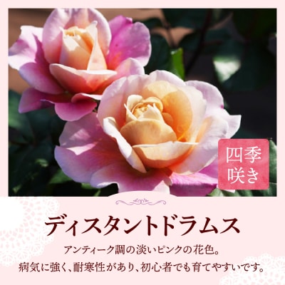 【群馬県千代田】ディスタントドラムス 【バラ】 鉢植え 6号鉢 鈴木ガーデン ch050-001-1