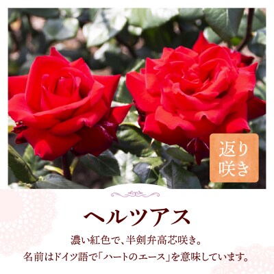 【群馬県千代田】ヘルツアス 【バラ】 鉢植え 6号鉢 鈴木ガーデン ch050-001-4