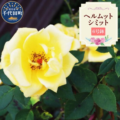 【群馬県千代田】ヘルムットシミット 【バラ】 鉢植え 6号鉢 鈴木ガーデン ch050-001-5