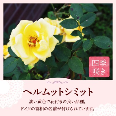 【群馬県千代田】ヘルムットシミット 【バラ】 鉢植え 6号鉢 鈴木ガーデン ch050-001-5