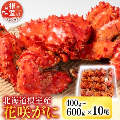 【北海道根室産】花咲かに400～600g×10尾 D-36007