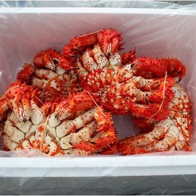【北海道根室産】茹でたて花咲ガニ5～6尾(計1.6kg前後)(チルド便) A-57052