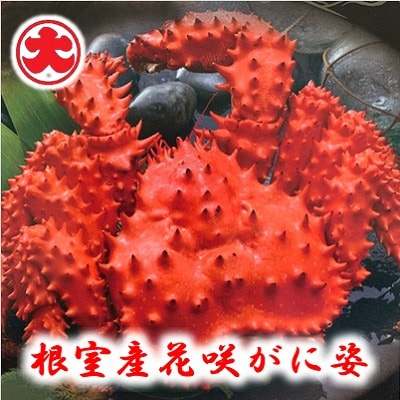 【北海道根室産】花咲がに姿1.2kg×1尾 C-01023