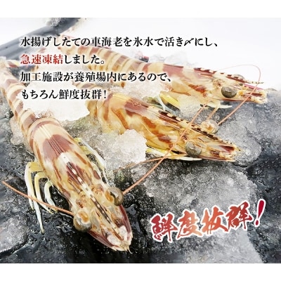 急速凍結車海老「金銀の車えび」600g_S010-010