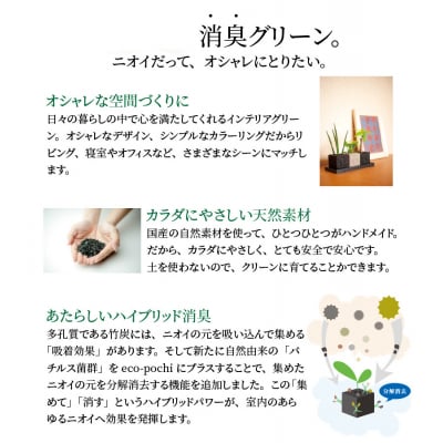 キューブ・トゥーリオ　消臭グリーン 観葉植物_S060-001A