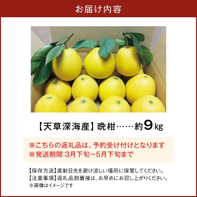 【天草深海産】晩柑 約9kg_S062-001A