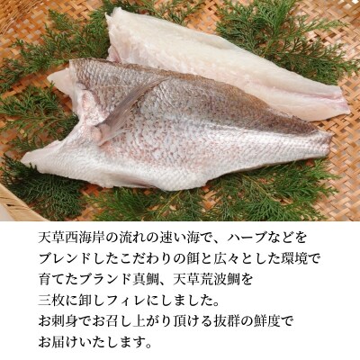 天草荒波真鯛 フィレ 1尾分_S006-004