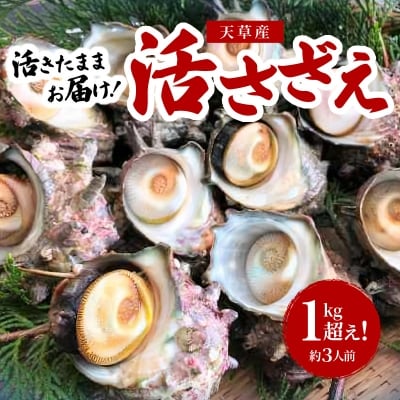 【指定日必須】活さざえ 1kg超え!　約3人前_S002-018A