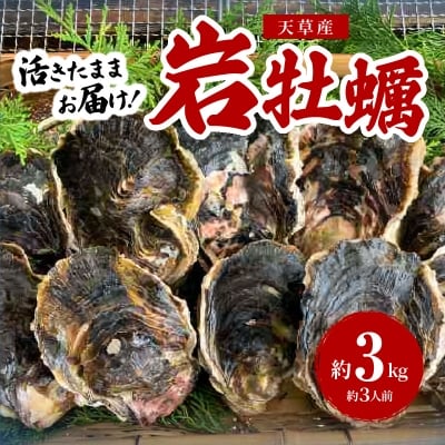 【指定日必須】岩牡蠣　約3kg　約3人前【先行受付】_S002-019A