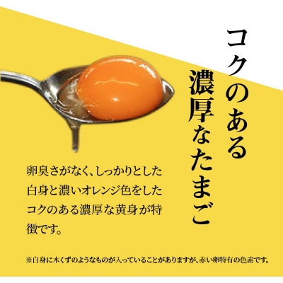 天草 タマンゴ 10個 卵_S038-004A