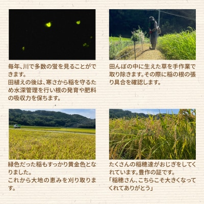 〈令和8年産〉熊本県天草産　天草の大地の恵み　新米コシヒカリ6kg【先行受付】_S108-003A