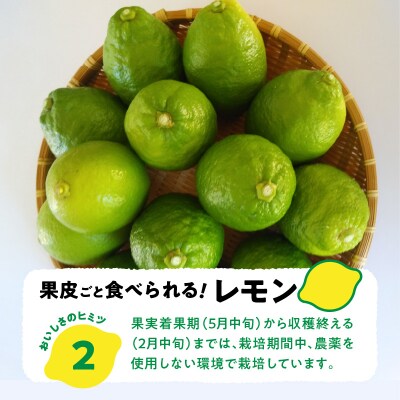 天草南蛮レモン　等級「優良混」3kg_S131-006A