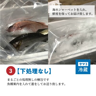 【下処理なし】【指定日必須】 天草わくわく便 まるごと鮮魚セット_S059-019A