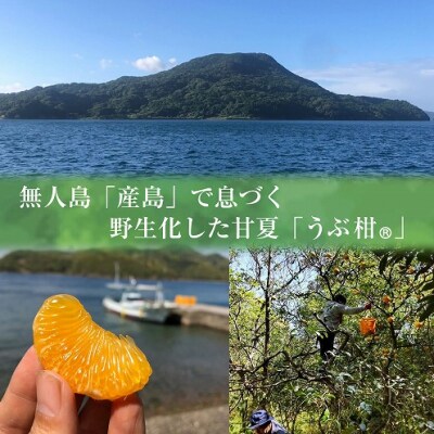 搾ったまんまのうぶ柑ジュース_S136-003A