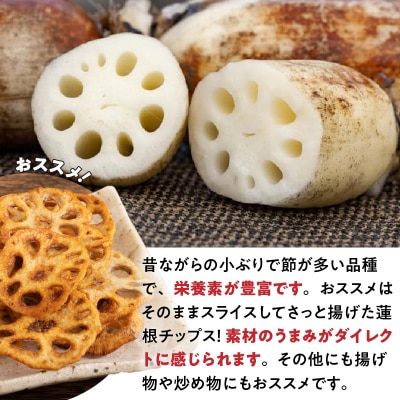 天草蓮根　約4キロ〈先行受付〉_S089-010