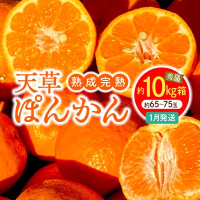 香りを食す!熟成完熟天草ぽんかん 1月発送 約10kg箱 秀品〈先行受付〉_S117-010