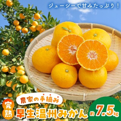〈先行受付〉農家の手摘み 完熟早生温州みかん 約7.5kg_S040-021A