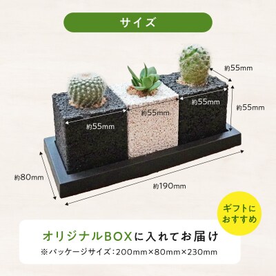 キューブ・トゥーリオ　世界初の消臭グリーン(サボテン・多肉植物)_S060-122