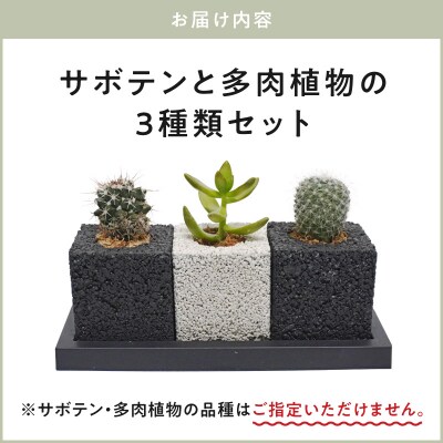 キューブ・トゥーリオ　世界初の消臭グリーン(サボテン・多肉植物)_S060-122