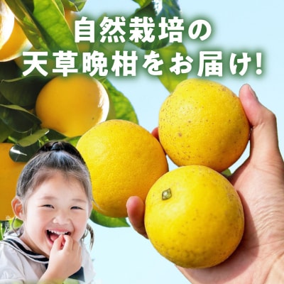 【自然栽培】天草晩柑 約10kg_S178-002