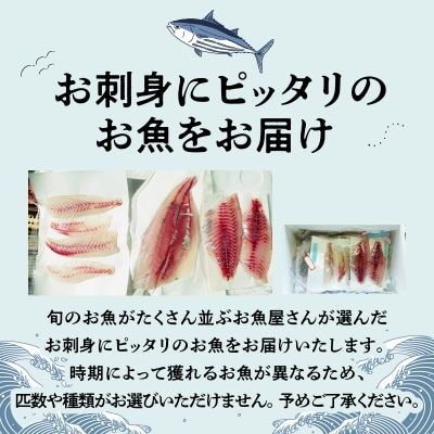 【指定日必須】刺身コース_S121-003A