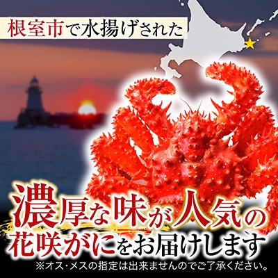 【北海道根室産】花咲かに500g前後×2尾 A-19010