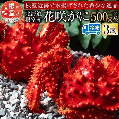 【北海道根室産】花咲がに500g前後×3尾(計1.5kg) A-54013