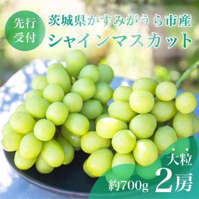 【先行受付】茨城県かすみがうら市産　シャインマスカット2房(約700g×2)