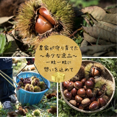 甘さ抜群!貴重品種『倉方』の焼き栗　250g×3セット(冷凍)