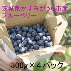 かすみがうら市特産フレッシュブルーベリー 300g&times;4パック