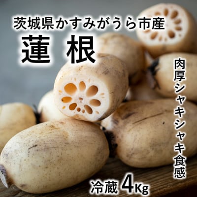 肉厚でシャキシャキの食感と甘みが特徴　　掘りたて れんこん　4Kg(4～7本)