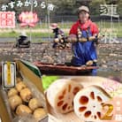 肉厚でシャキシャキの食感と甘みが特徴　　掘りたて れんこん　2Kg(2～4本)