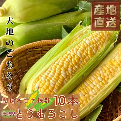 マルカファームの朝採れ「とうもろこし」10本セット