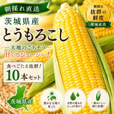 マルカファームの朝採れ「とうもろこし」10本セット