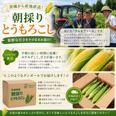 マルカファームの朝採れ「とうもろこし」10本セット