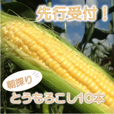 マルカファームの朝採れ「とうもろこし」10本セット