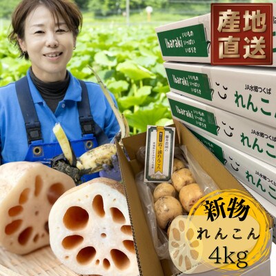 新物!　肉厚でシャキシャキの食感と甘みが特徴　　掘りたて れんこん　4Kg(4～7本)