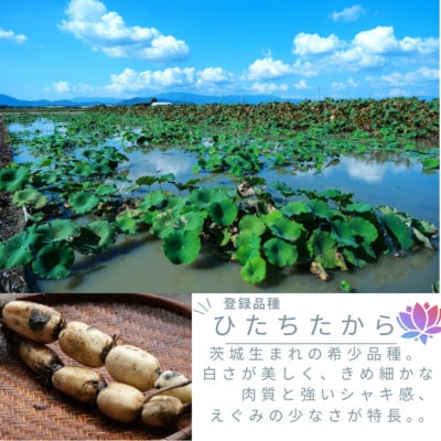 新物!　肉厚でシャキシャキの食感と甘みが特徴　　掘りたて れんこん　2Kg(2～4本)