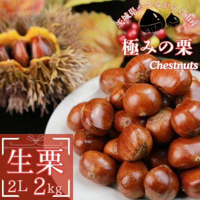 【先行受付】かすみがうら市産　生栗　2Lサイズ　2kg