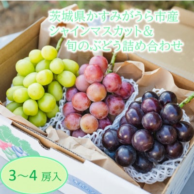 かすみがうら市産シャインマスカット&旬のぶどう詰め合わせ　合計3～4房