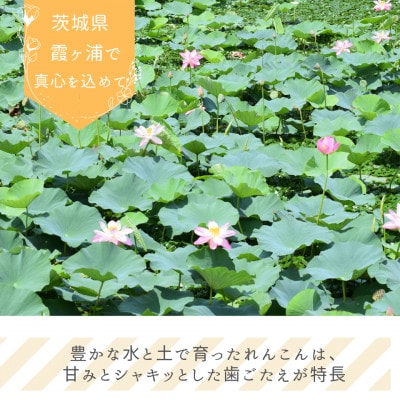 れんこんチップス 30g×10袋セット