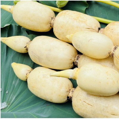 【毎月定期便】肉厚でシャキシャキの食感と甘みが特徴　　掘りたて れんこん　2Kg(2～4本)全3回