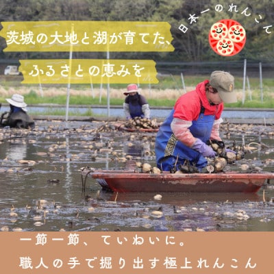 【毎月定期便】肉厚でシャキシャキの食感と甘みが特徴　　掘りたて れんこん　2Kg(2～4本)全6回